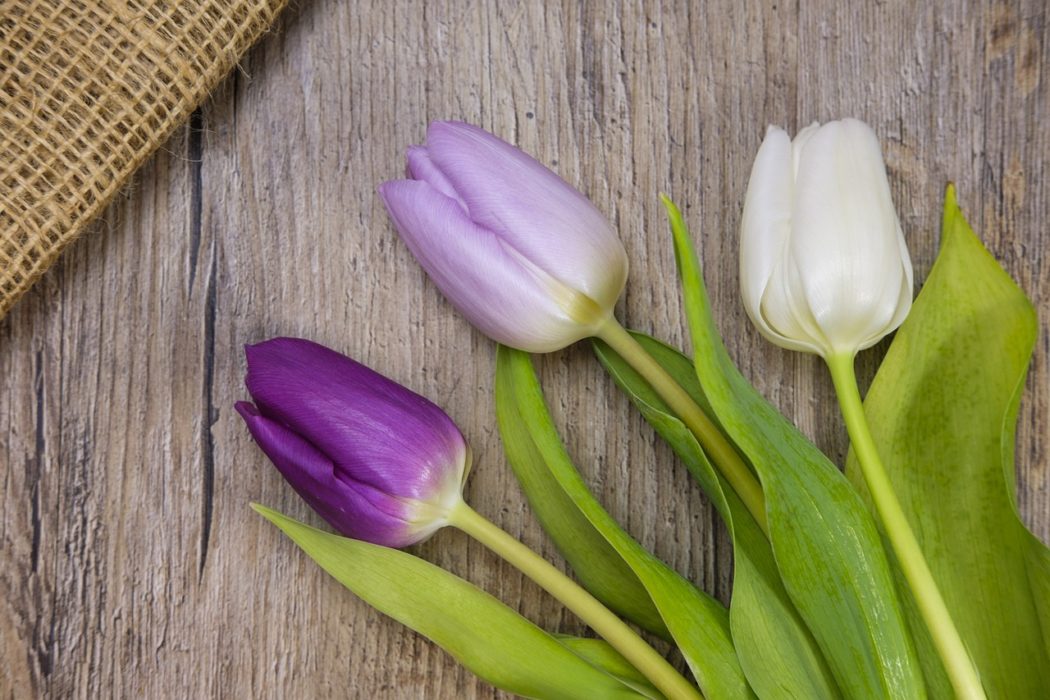 niderlandica, tulipan, holenderska bańka spekulacyjna